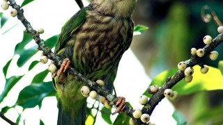 Lineated-Barbet-with-Food-in-Mouth-400KB