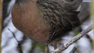 Virginia-RAIL-76