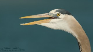 great-blue-heron-florida-mia-mcpherson-8142