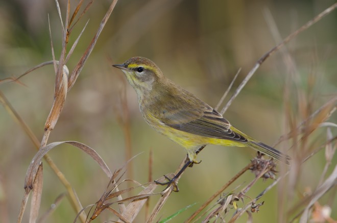 Palm-Warbler-2-MD-100613