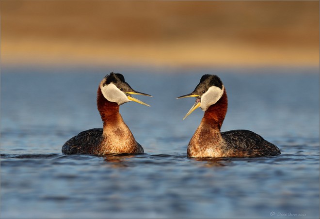 Red-Throated-Loon-Pair