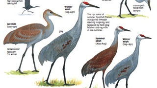 Sibley-Cranes 320x180