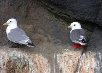 Black-legged-Red-legged-Kittiwakes-02