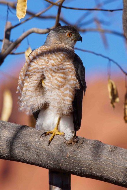 Birdwatching-140