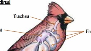 Cardinal Lungs_320x180