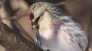 HoaryRedpoll_Erickson_320x180.jpg