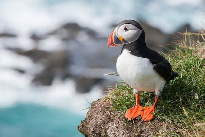 Atlantic Puffin (Fratercula arctica) at Látrabjarg, Iceland, by Richard Bartz, Wikimedia Commons.