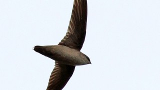 VASW_0253