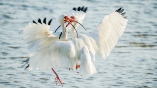 Fighting-White-Ibis-1-of-1