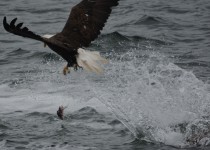 DSC_3352-3