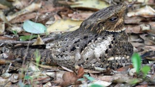 Chuck-wills-widow by Dick Daniels (http://carolinabirds.org/), Creative Commons 3.0