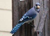 sunsets-and-bluejays-10-9-14-104
