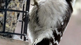 IMG_0110-001