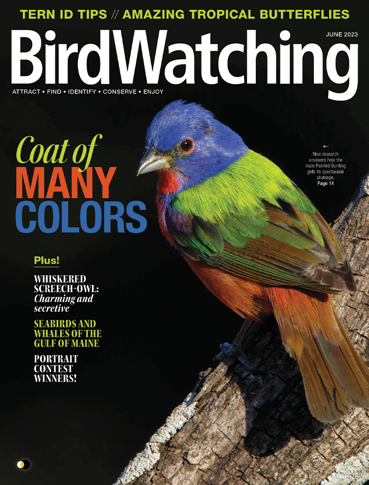 BirdWatching magazine