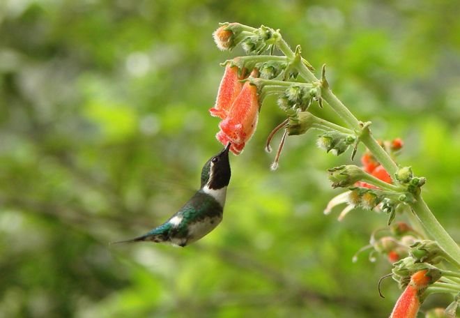 A male Esmeraladas Woodstar feeds on flowers at Ayampe, Manabi Province, Ecuador. Photo by Bert Harris (Creative Commons)