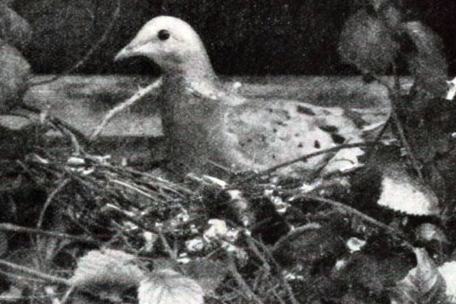 Passenger Pigeon on nest, 1896/1913, by J.G. Hubbard, Wikimedia Commons.