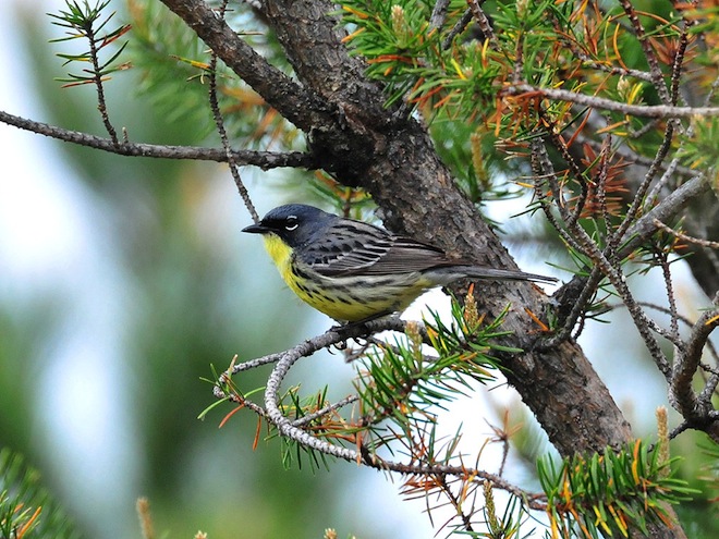 Kirtland's Warbler by Joel Trick/USFWS.