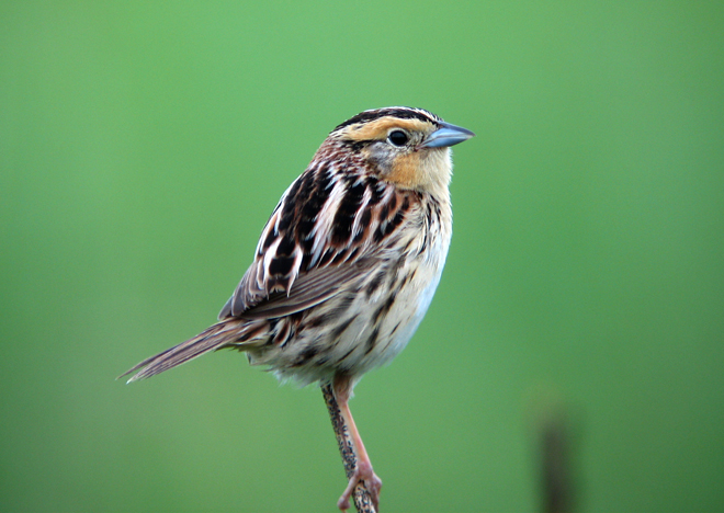 Contributing Editor Laura Erickson photographed this Le Conte’s Sparrow in her in-laws’ driveway in Port Wing.