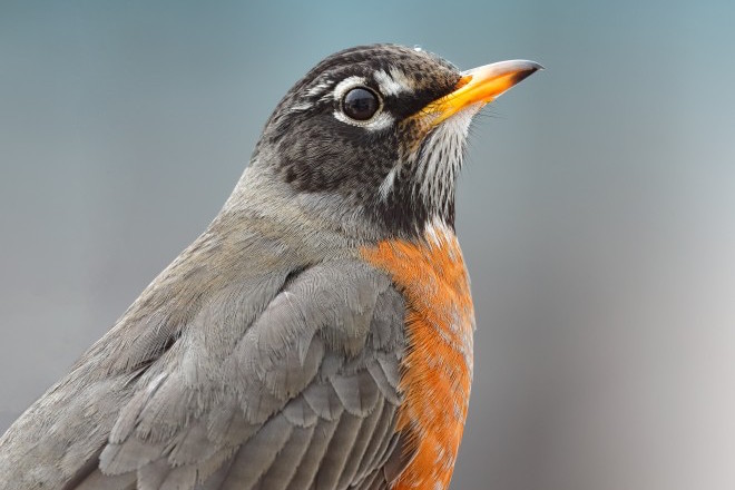 American Robin in Washington, DC, February 22, 2015, by Joshua Galicki.
