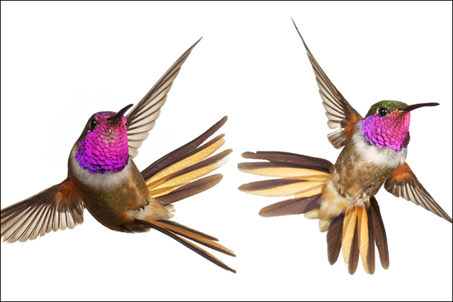 These hummingbirds, both males, represent the two recognized subspecies of Bahama Woodstar, Calliphlox evelynae: the southern C. e. lyrura on the left and the northern C. e. evelynae on the right. New research suggests they should be split. Key differences are male crown color — magenta in lyrura and green in evelynae — and the shape of the outer tail feathers. Photos by Anand Varma