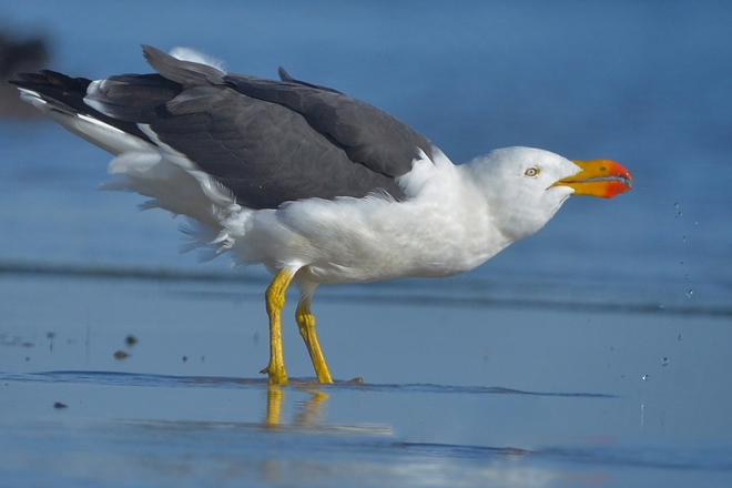 A Pacific Gull takes a drink on a bay south of Melbourne, Australia. Photo by David and Dorothy Jenkins (Creative Commons)
