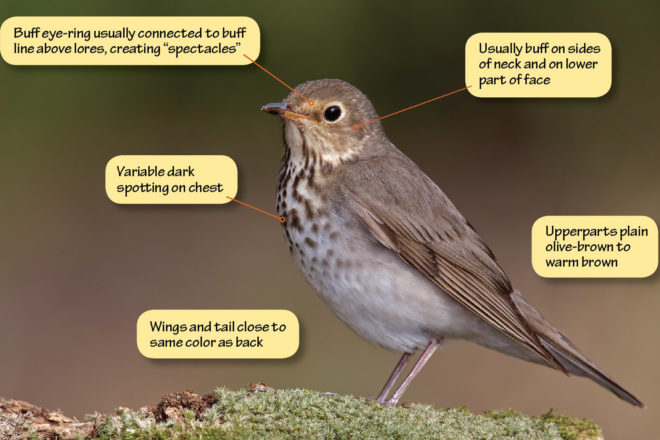 Hermit Thrush Vs Swainson'S Thrush: Ultimate Bird Comparison