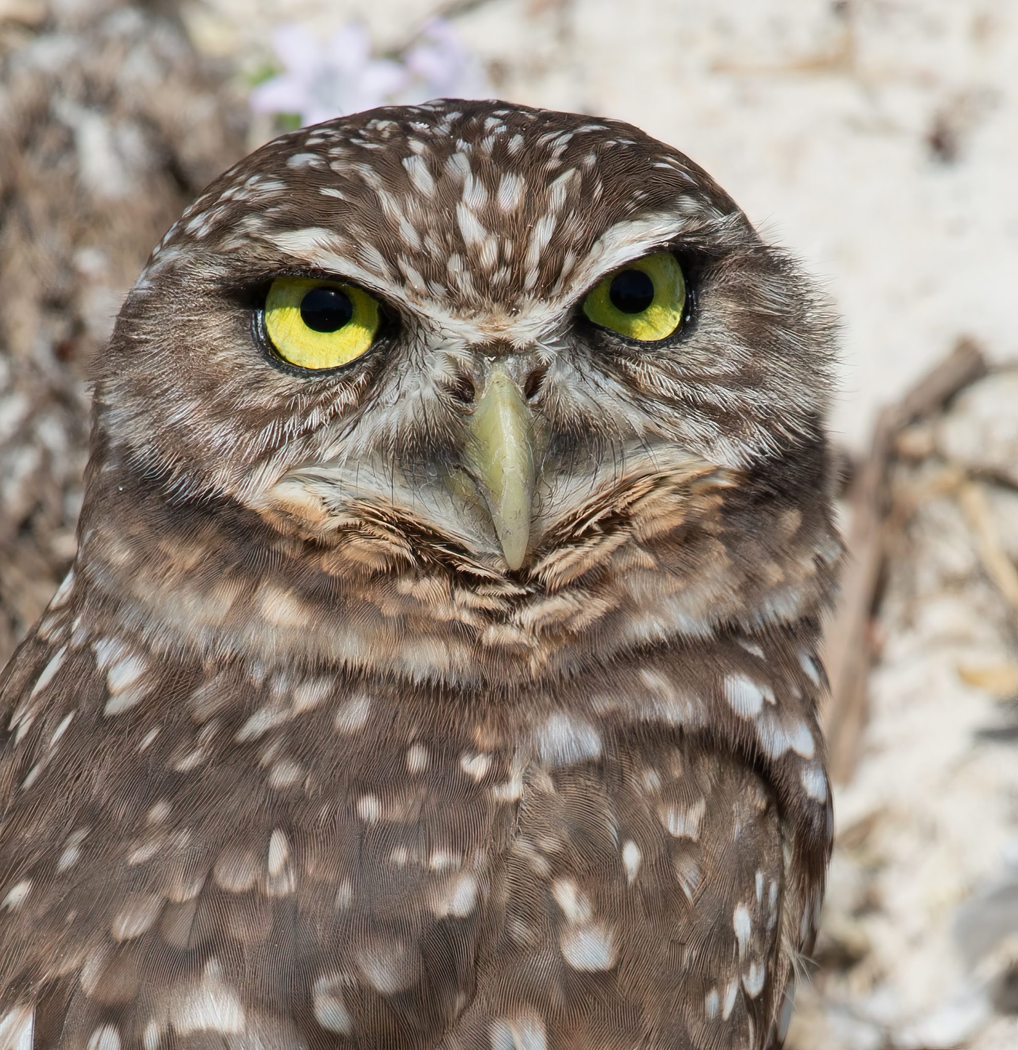 Owls in Louisiana: 9 Species That You Can See with Pictures