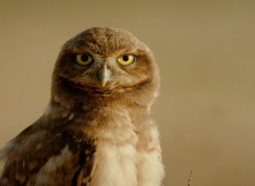 Owls in Washington State: 15 Owls with Pictures for You to Identify