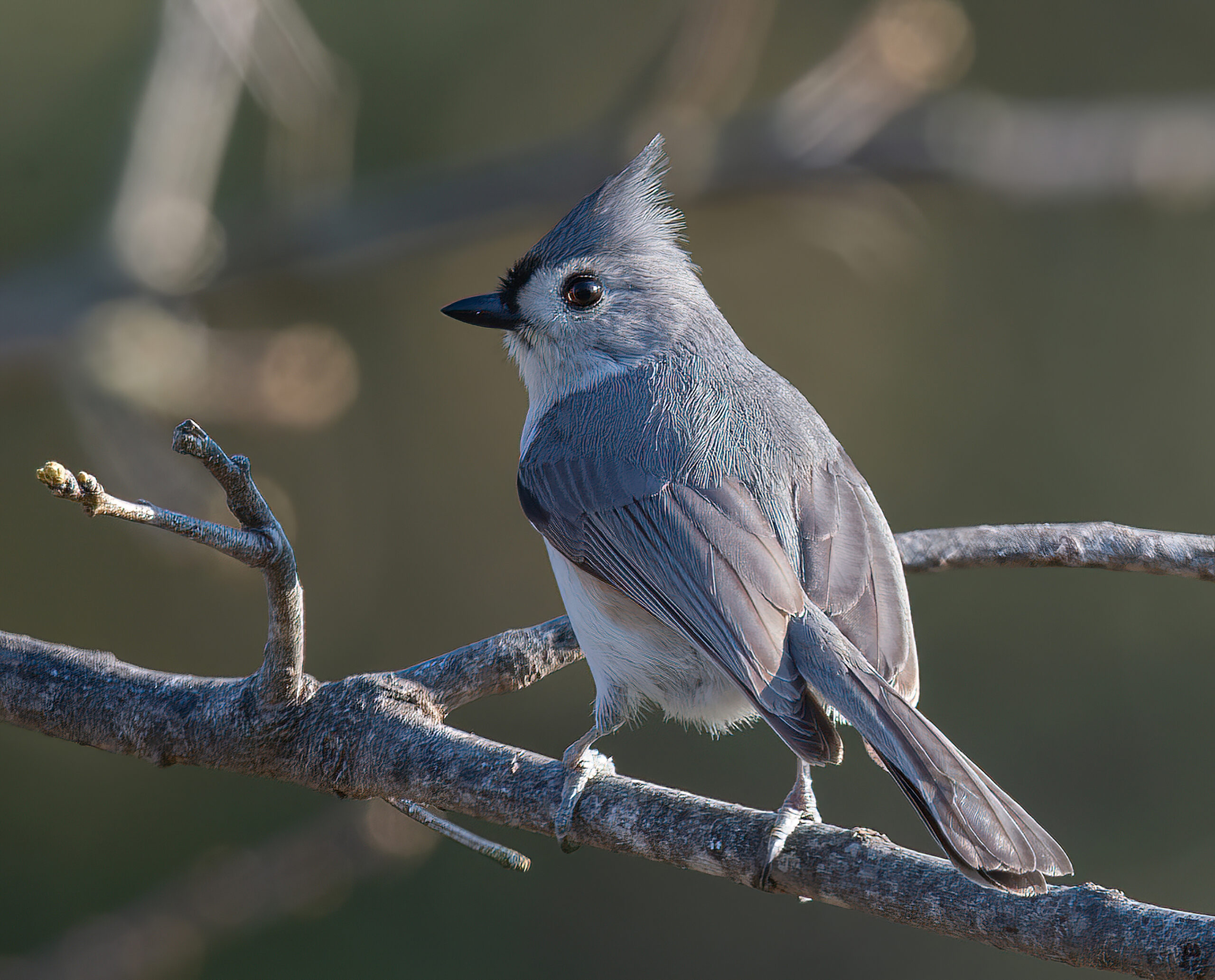 Birds of Ohio: Top 15 with Pictures