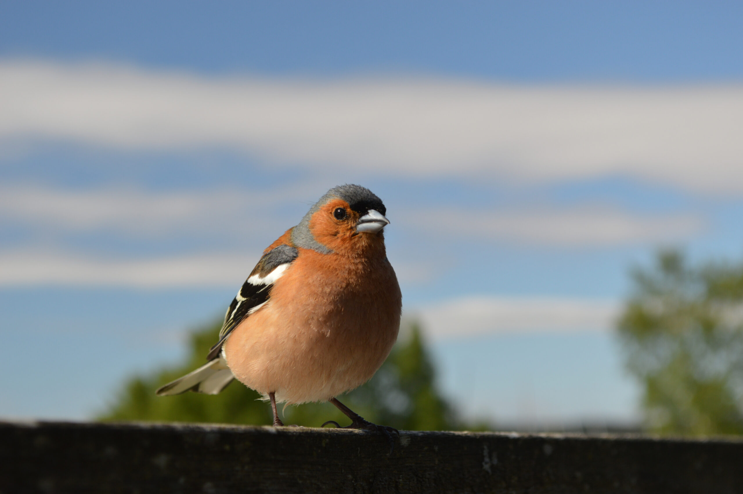Identifying Birds By Chest Color