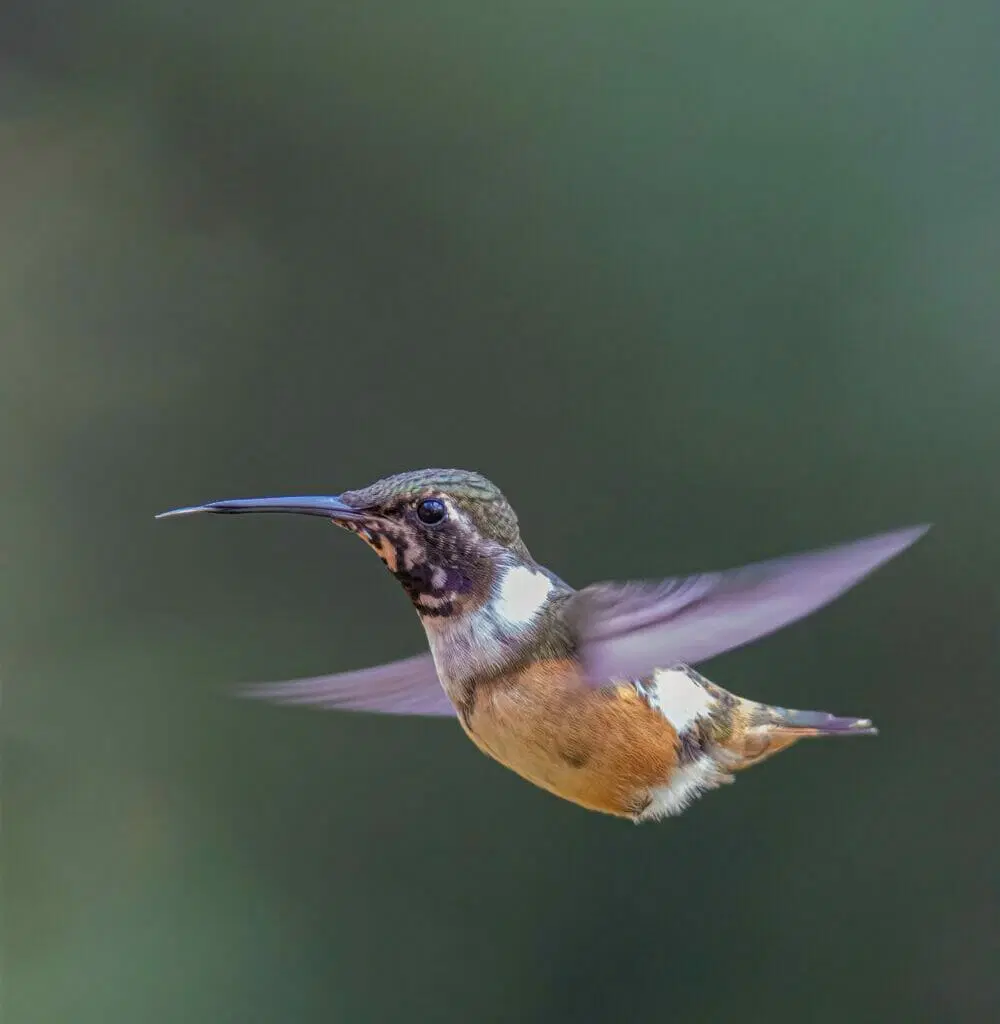 How To Keep Bees Away From Hummingbird Feeders