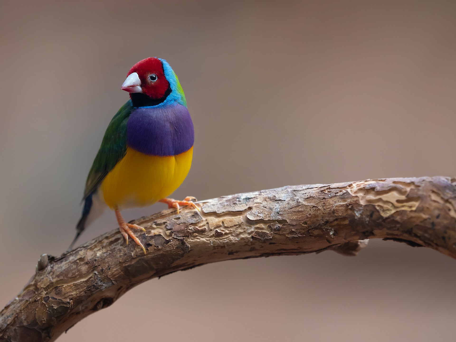8 of the Most Colorful Birds in the World (And Where to Find Them!) -  BirdWatching, image size:1920x1441