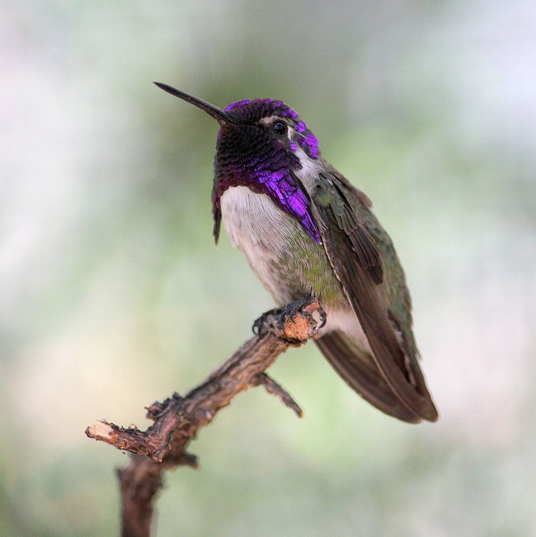 Hummingbirds in Oregon: Top 7 Species with Pictures for You to Identify