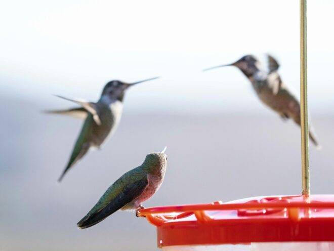 How Hummingbirds Choose Feeders