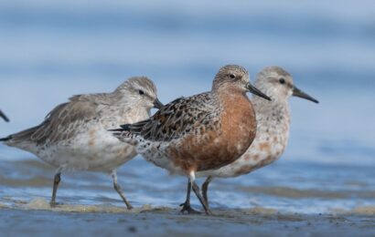 International Bird Conservation Laws: Essential Guide for Global Protection