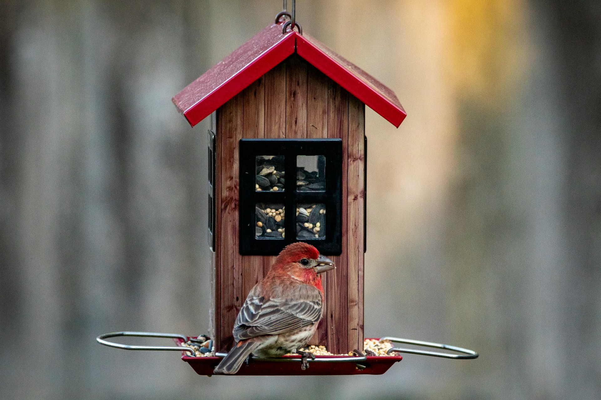 Get more birds to your yard than ever with these 3 Prime Day feeder deals