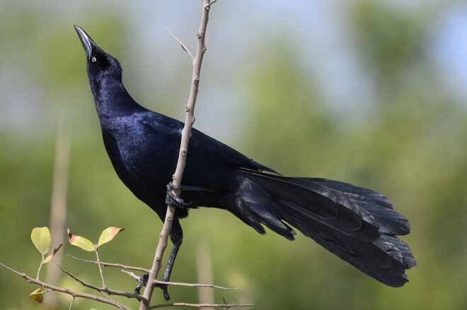 Does the Masters Pipe in Bird Noises: Unveiling the Mystery