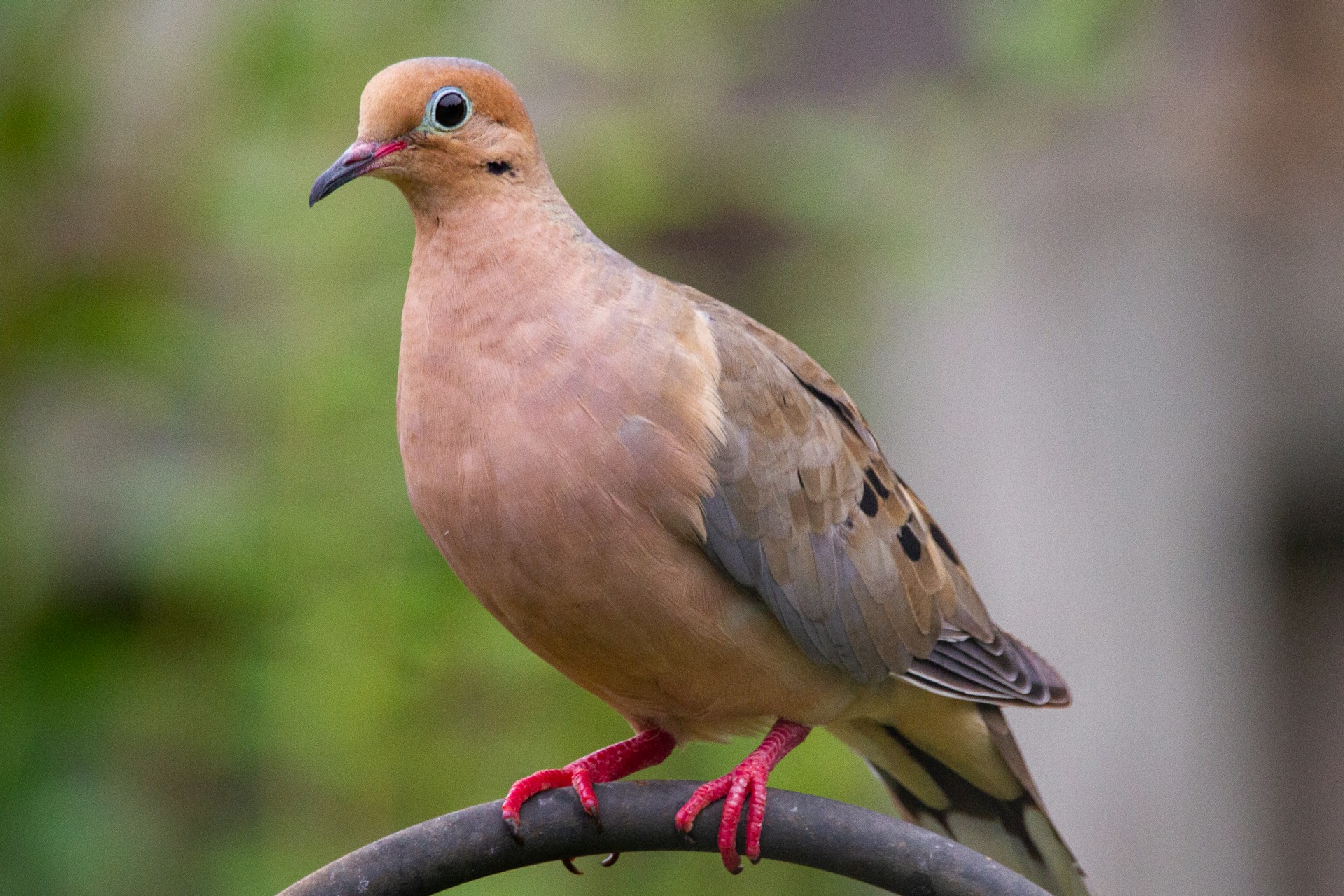 Birds of New York: Top 20 with Pictures