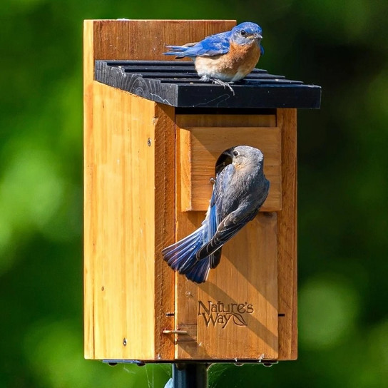 How Far off the Ground Should a Bluebird House Be: Perfect Height Tips