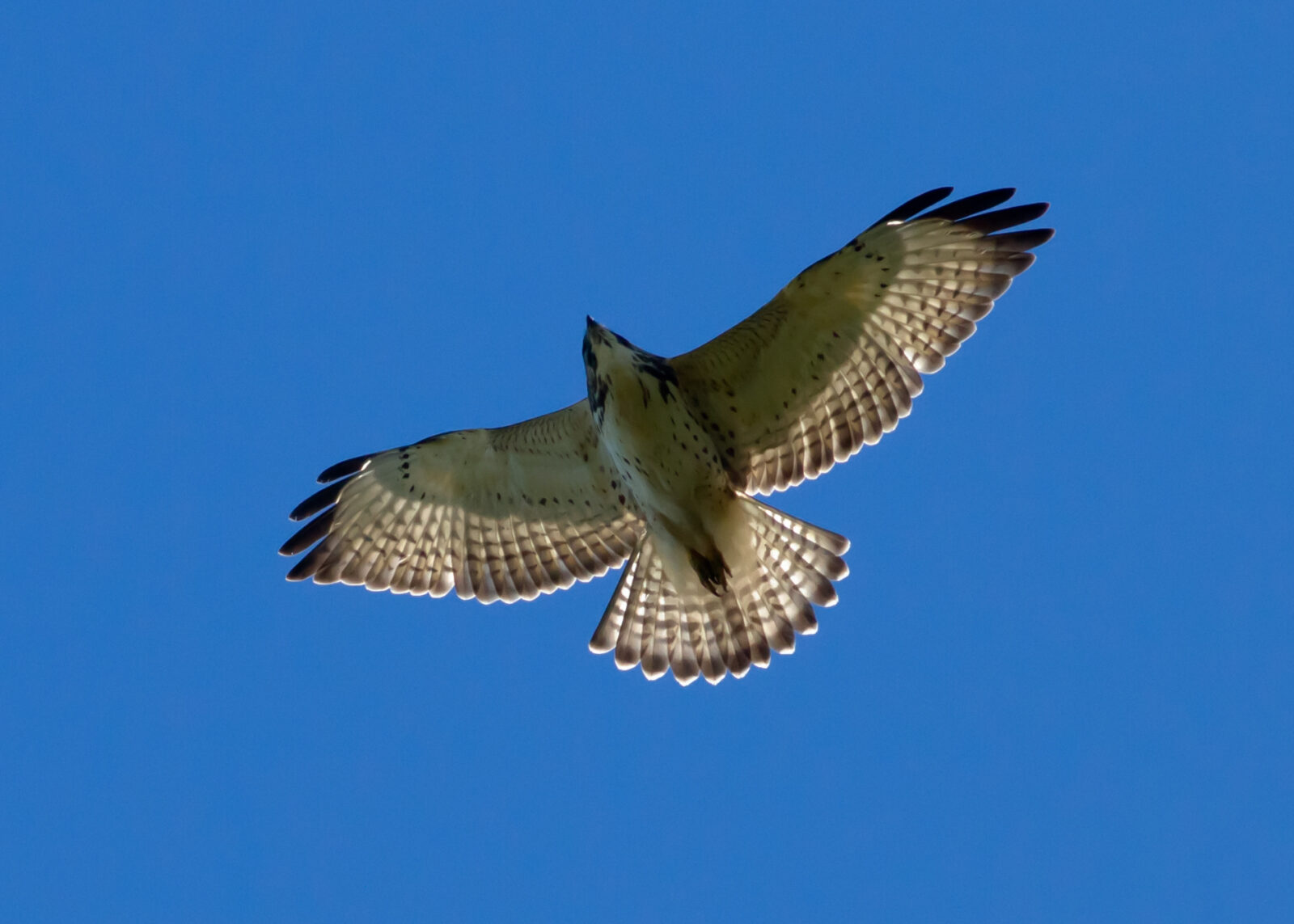 Why October Is the Best Month to Spot Migrating Raptors Over the U.S ...