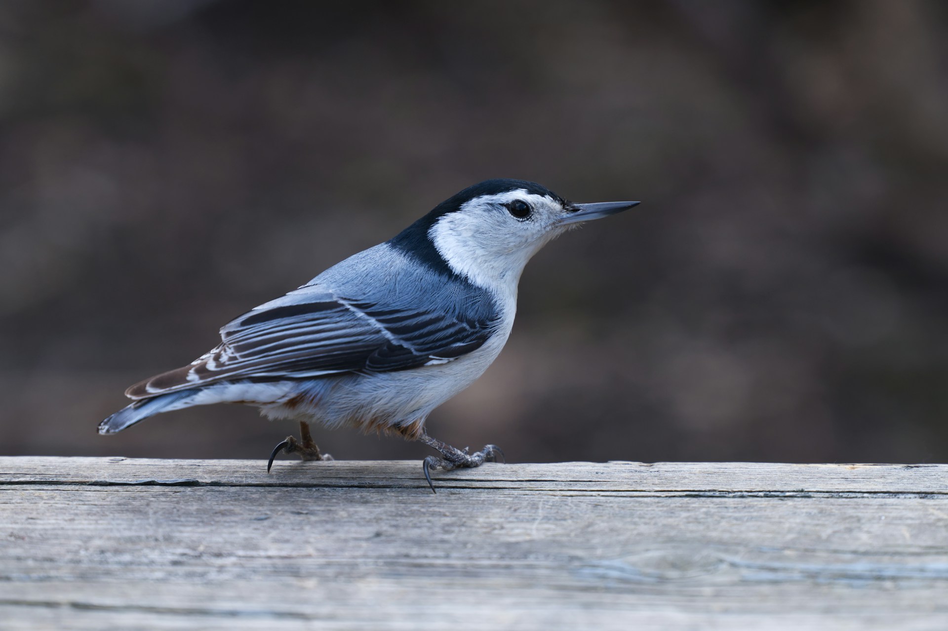 Why Chickadees and Nuthatches Start Claiming Your Yard in October