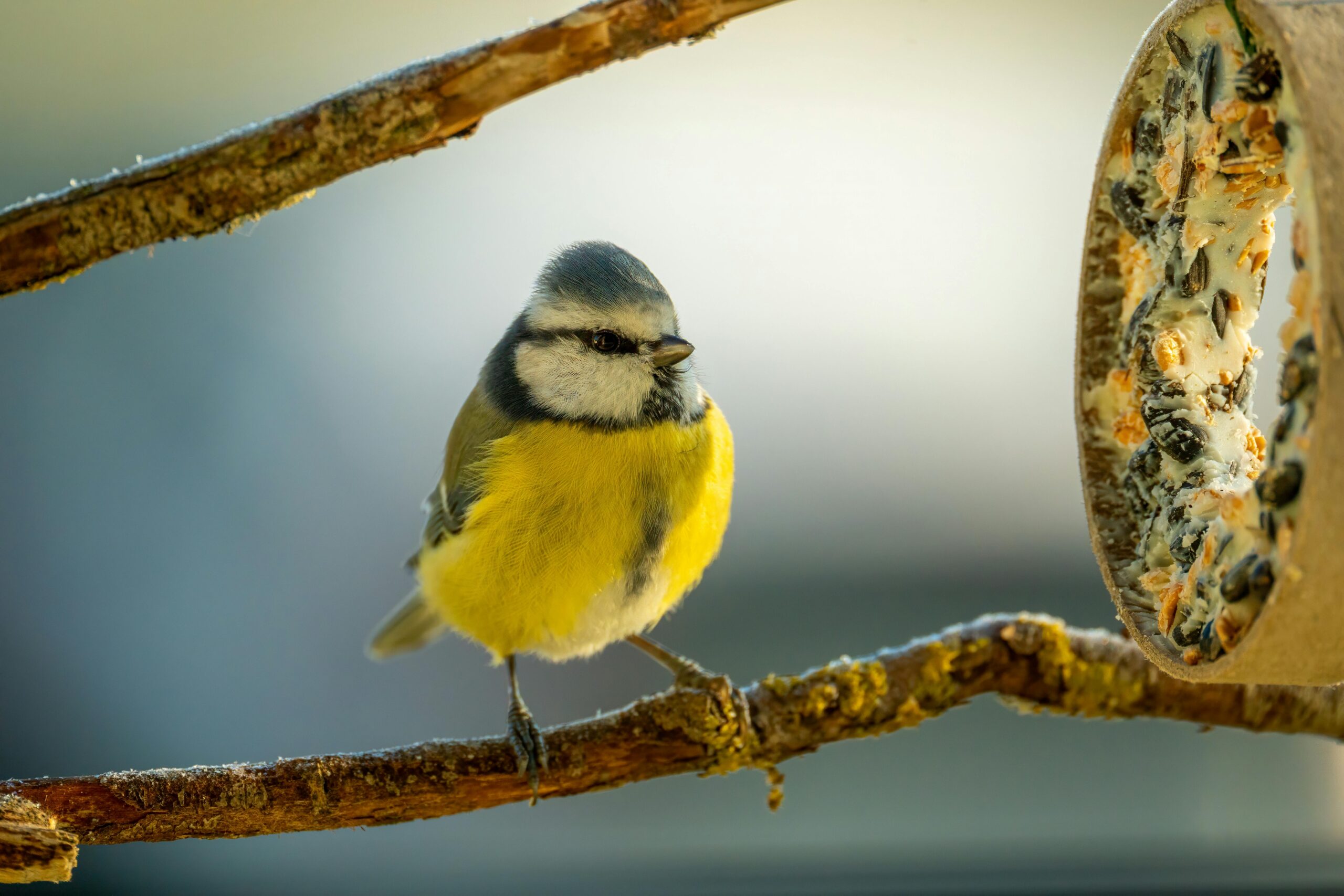 Why Birds Suddenly Vanish From Feeders in Winter And When They Come Back