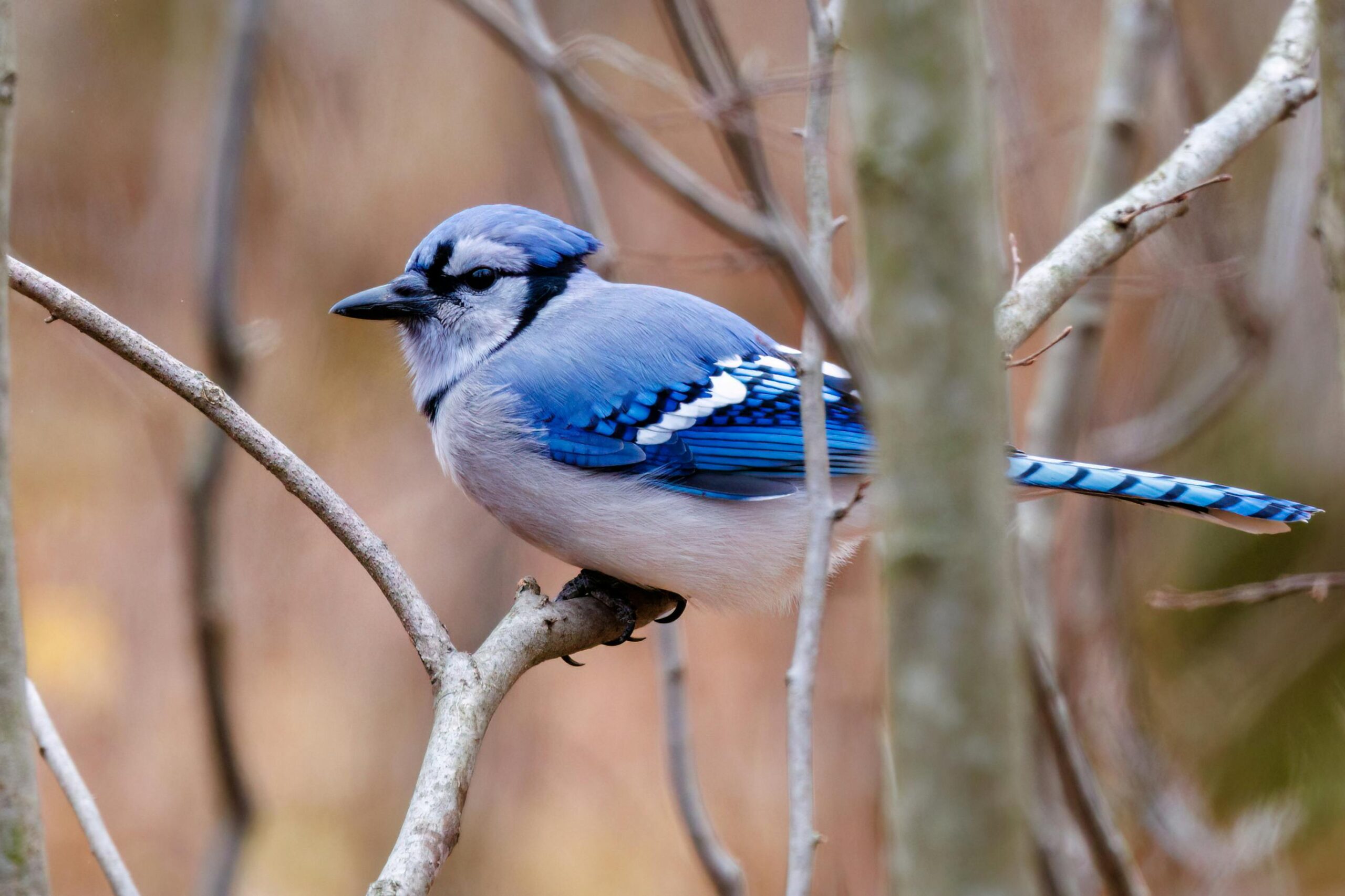 These Are the 20 Birds Most People in the US See Every Day
