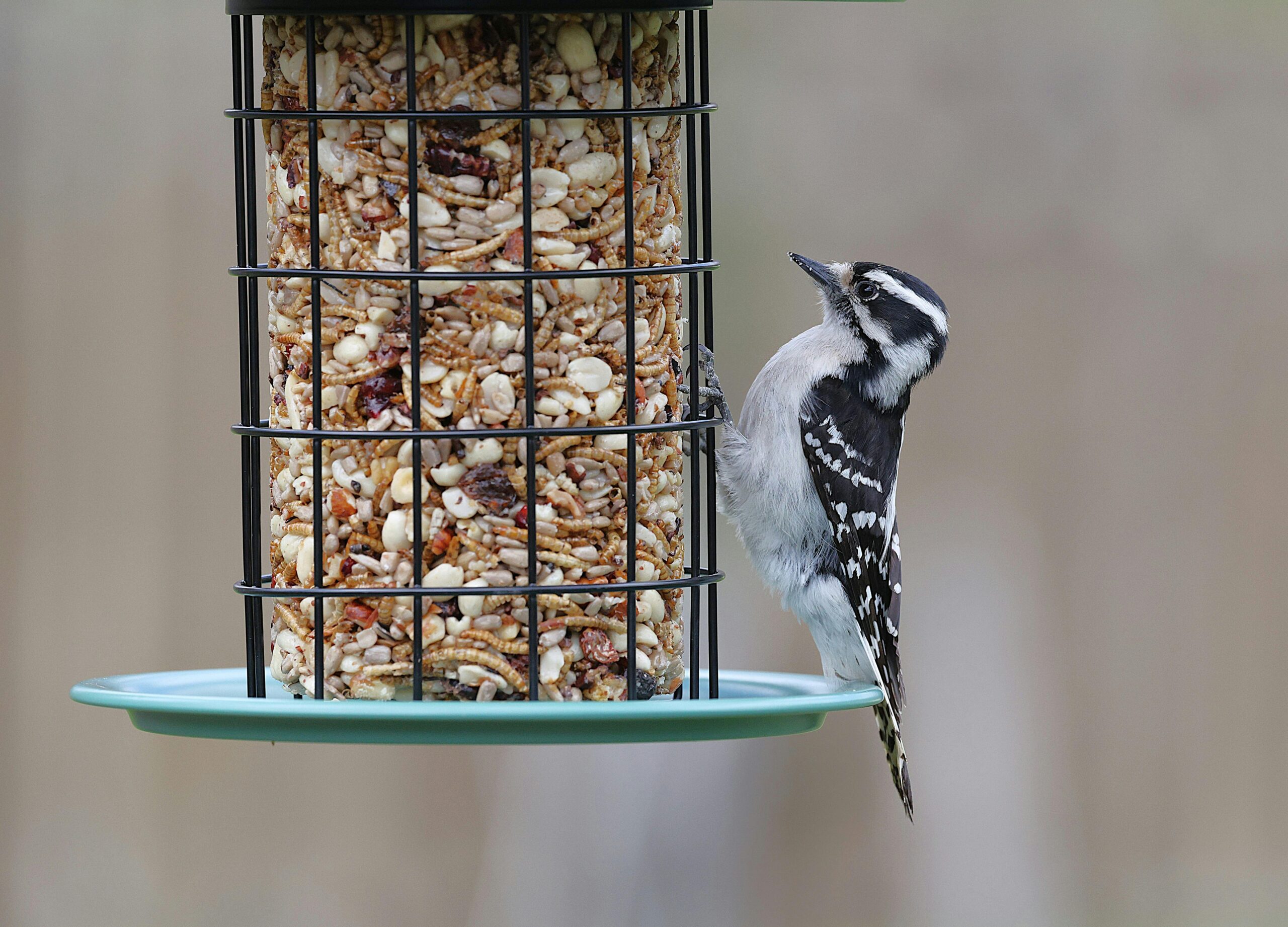 You’re Probably Calling This Bird the Wrong Name