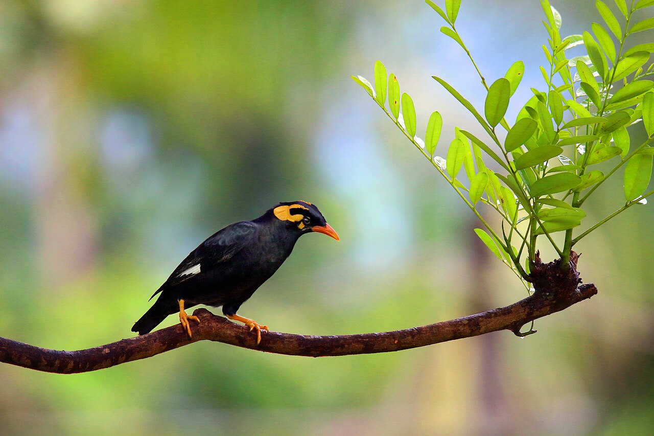 Black Birds with Yellow Beaks