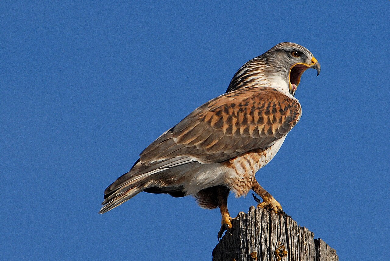 Oregon Birds of Prey: Top 12 Most Common with Pictures