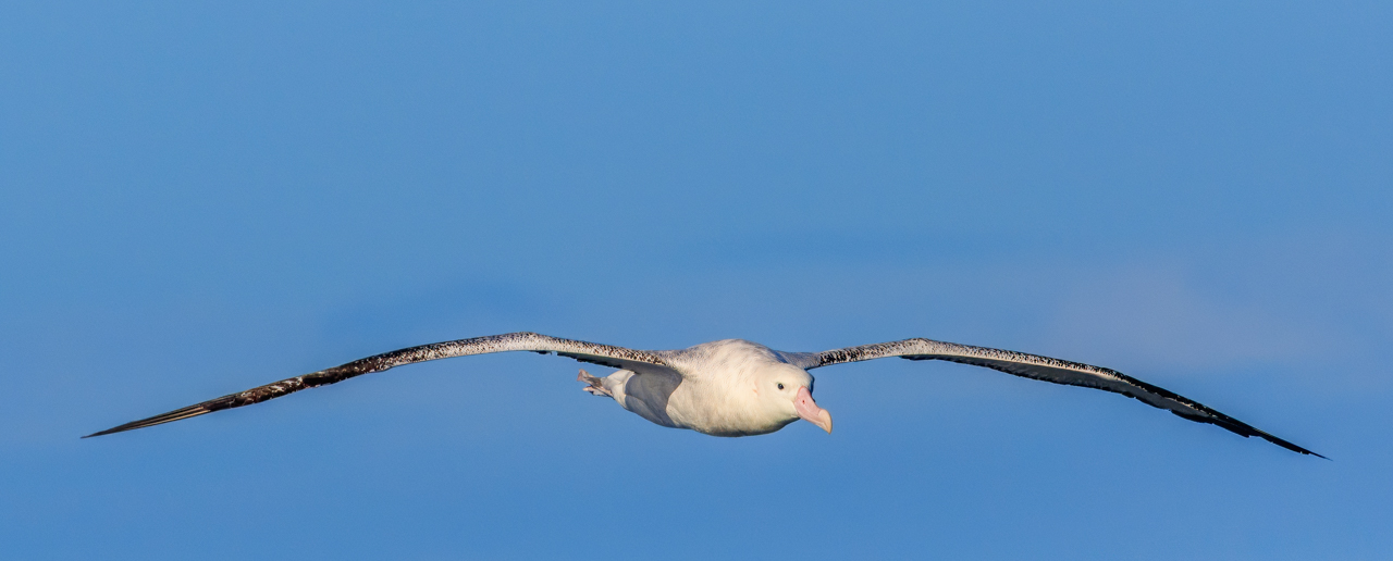 Birds with the Largest Wingspan