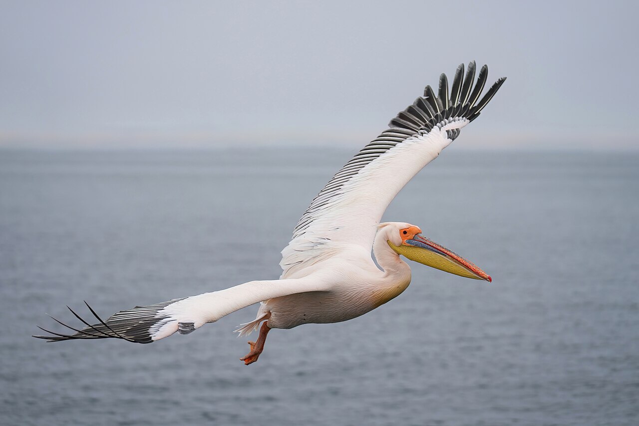 Birds with the Largest Wingspan