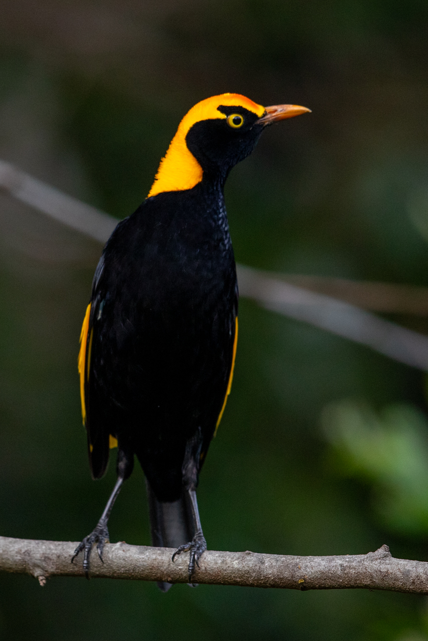 Black Birds with Yellow Beaks